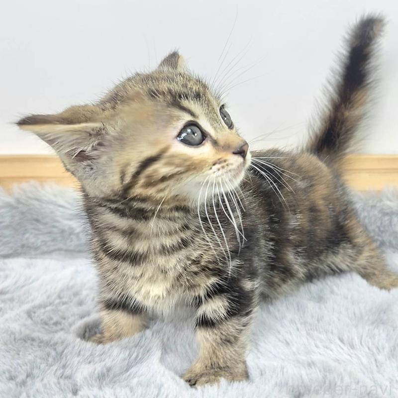 販売中の茨城県のジェネッタ-132602の3枚目