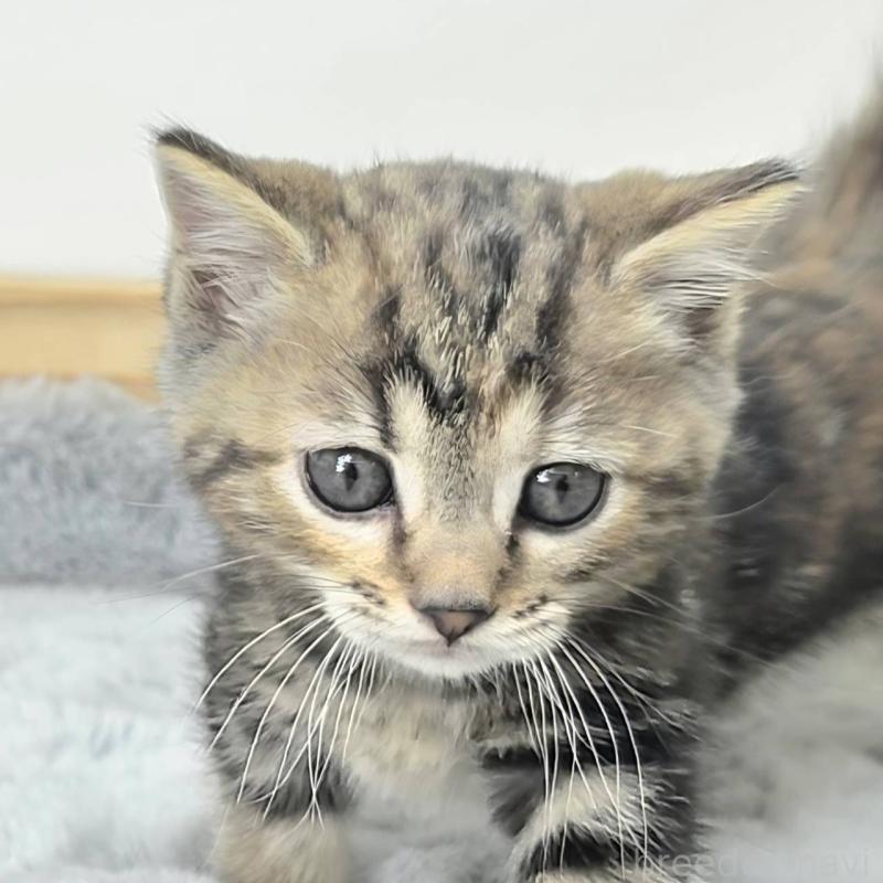 販売中の茨城県のジェネッタ-132602の1枚目