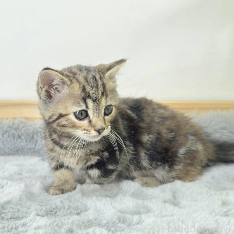 販売中の茨城県のジェネッタ-132602の2枚目