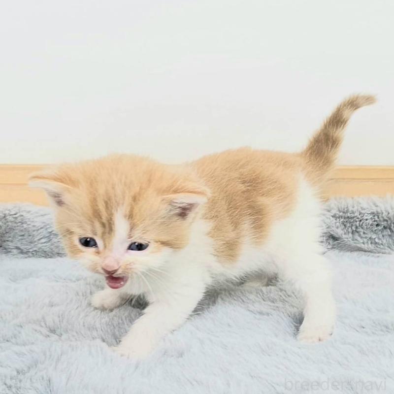 販売中の茨城県のマンチカン-132603の5枚目