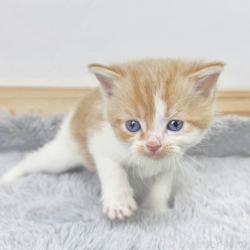 販売中の茨城県のマンチカン-132603の4枚目