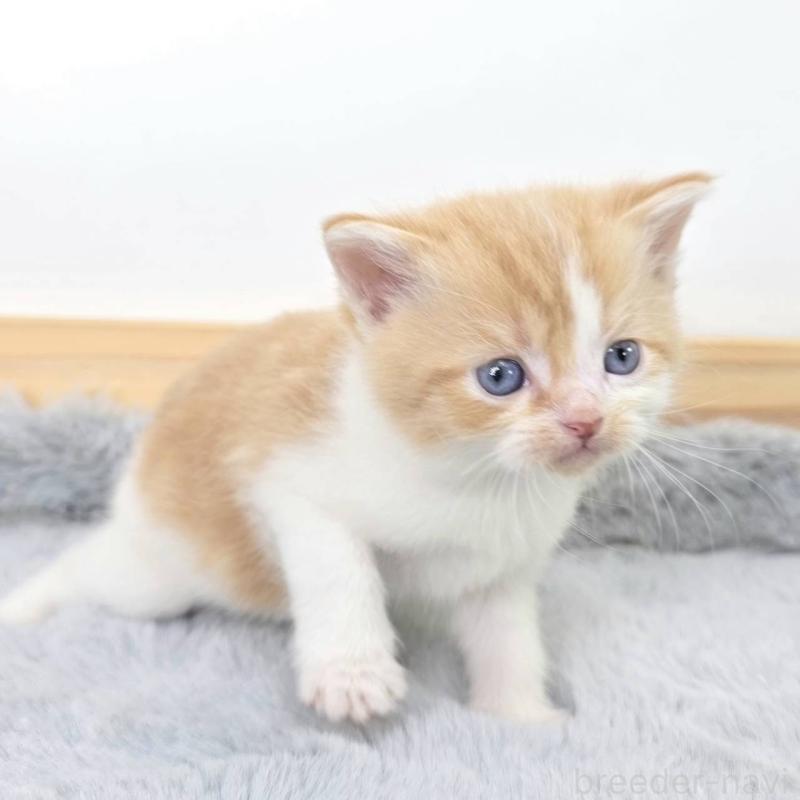 販売中の茨城県のマンチカン-132603の1枚目