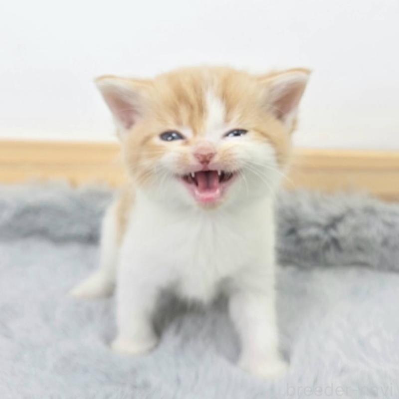 販売中の茨城県のマンチカン-132603の3枚目