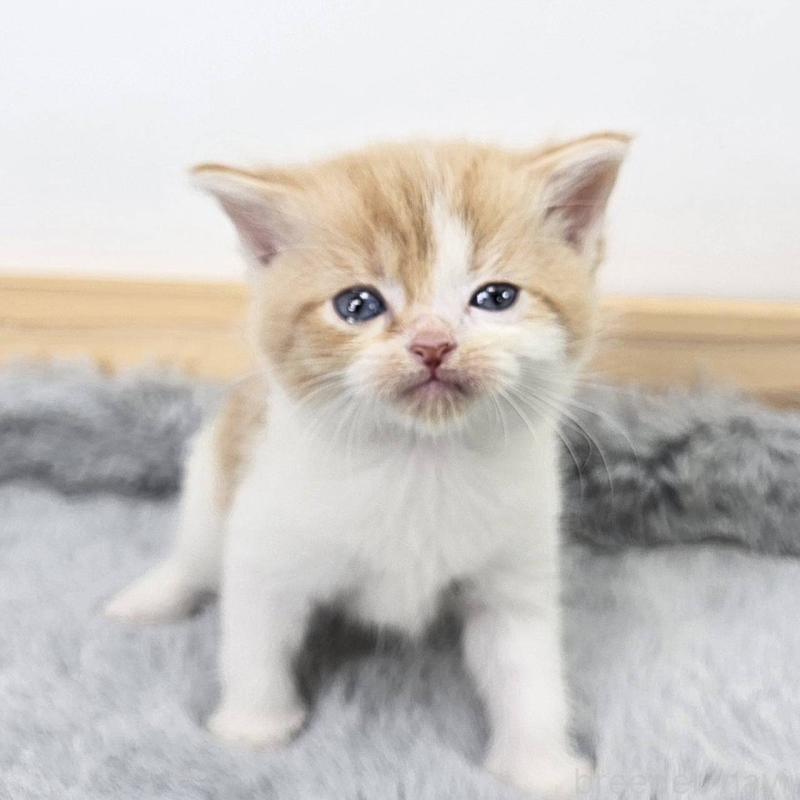 販売中の茨城県のマンチカン-132603の2枚目