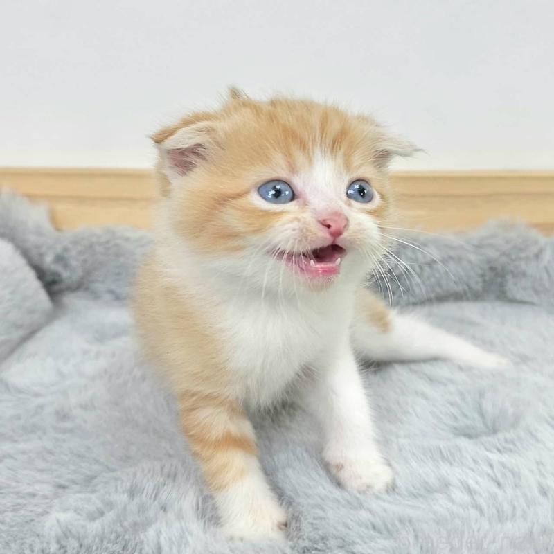 販売中の茨城県のマンチカン-132604の5枚目