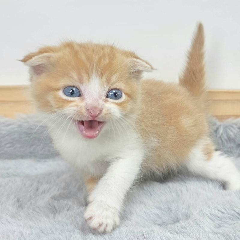 販売中の茨城県のマンチカン-132604の4枚目