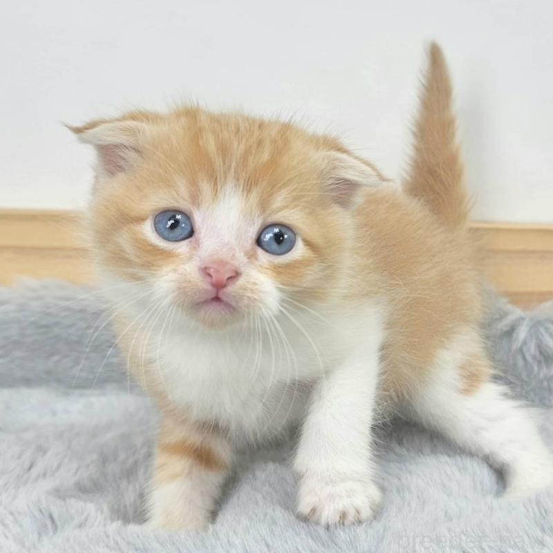 販売中の茨城県のマンチカン-132604の3枚目