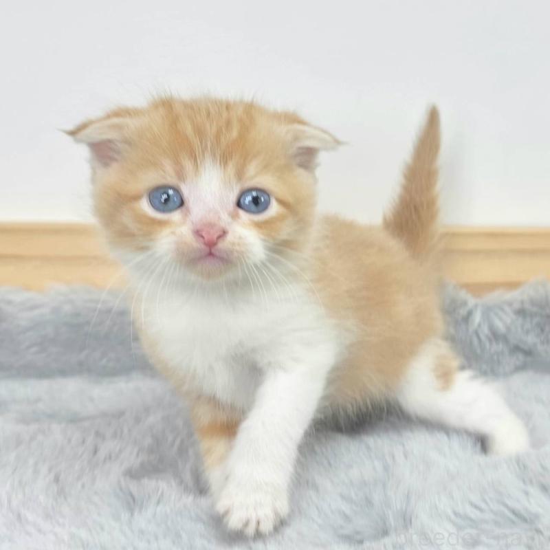 販売中の茨城県のマンチカン-132604の1枚目