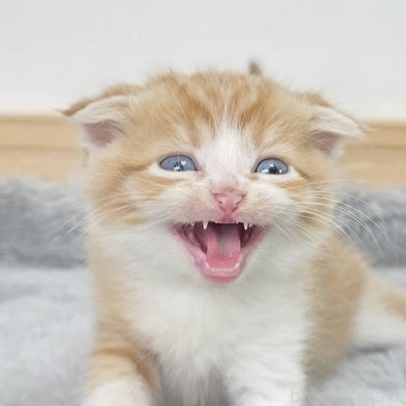 販売中の茨城県のマンチカン-132604の2枚目