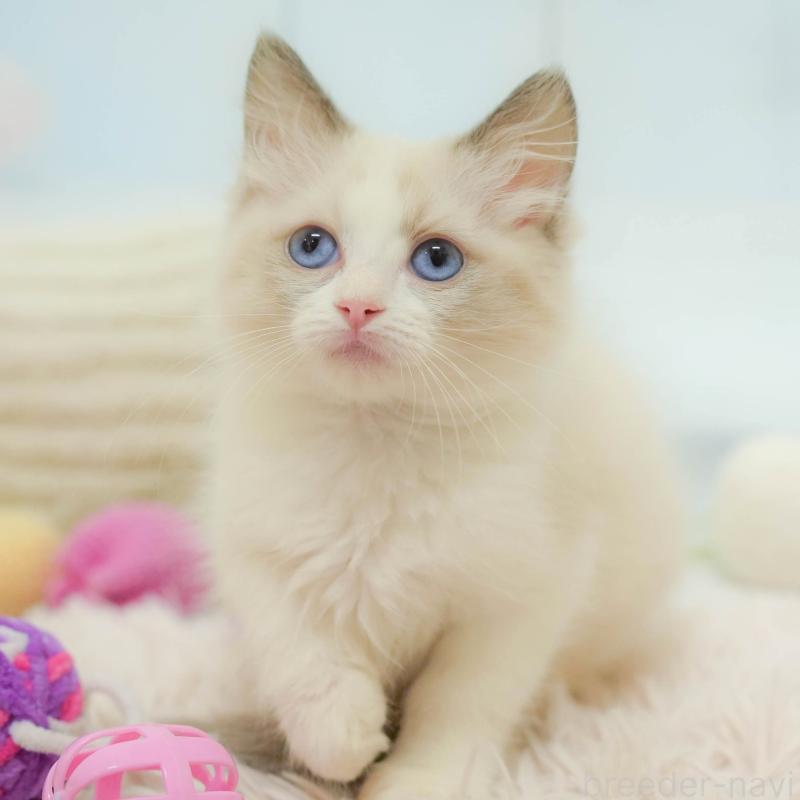 販売中の埼玉県のラグドール-132607