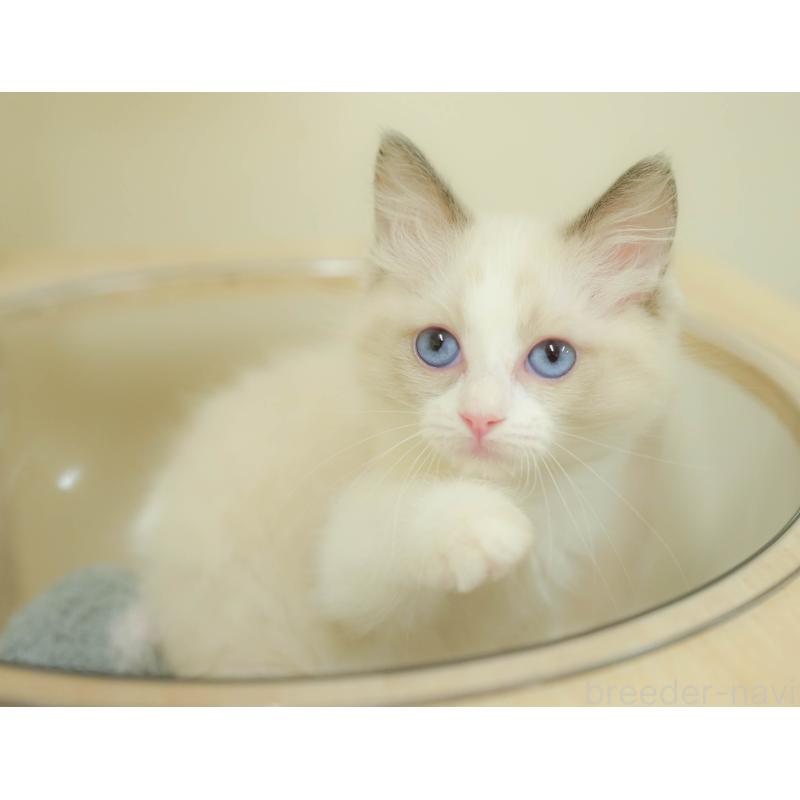 販売中の埼玉県のラグドール-132607の12枚目