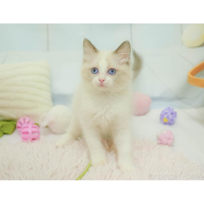 販売中の埼玉県のラグドール-132607の11枚目