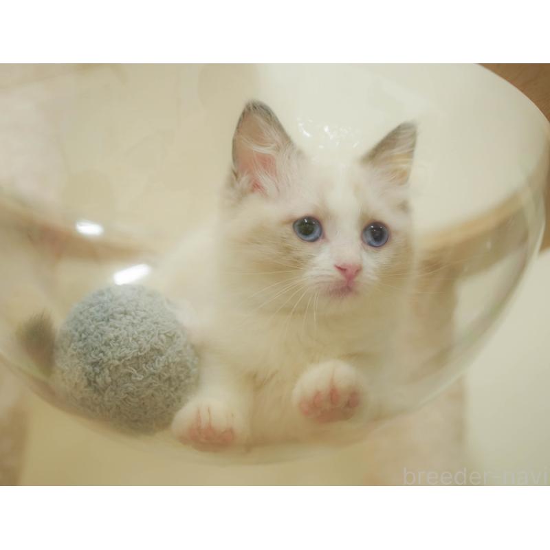 販売中の埼玉県のラグドール-132607の10枚目