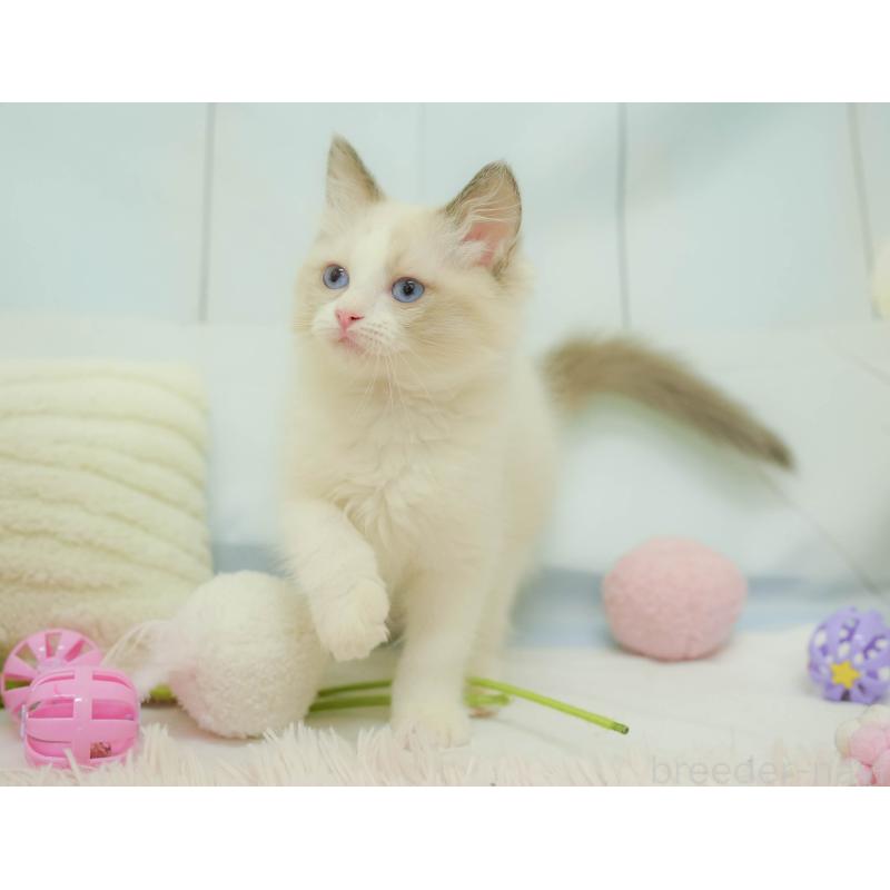 販売中の埼玉県のラグドール-132607の9枚目