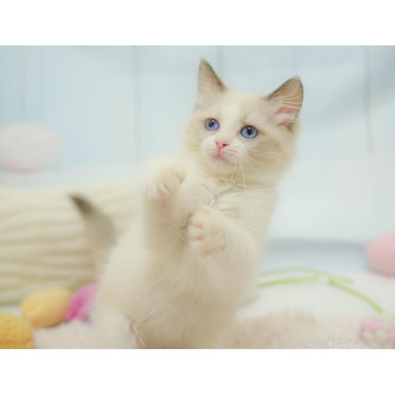 販売中の埼玉県のラグドール-132607の8枚目