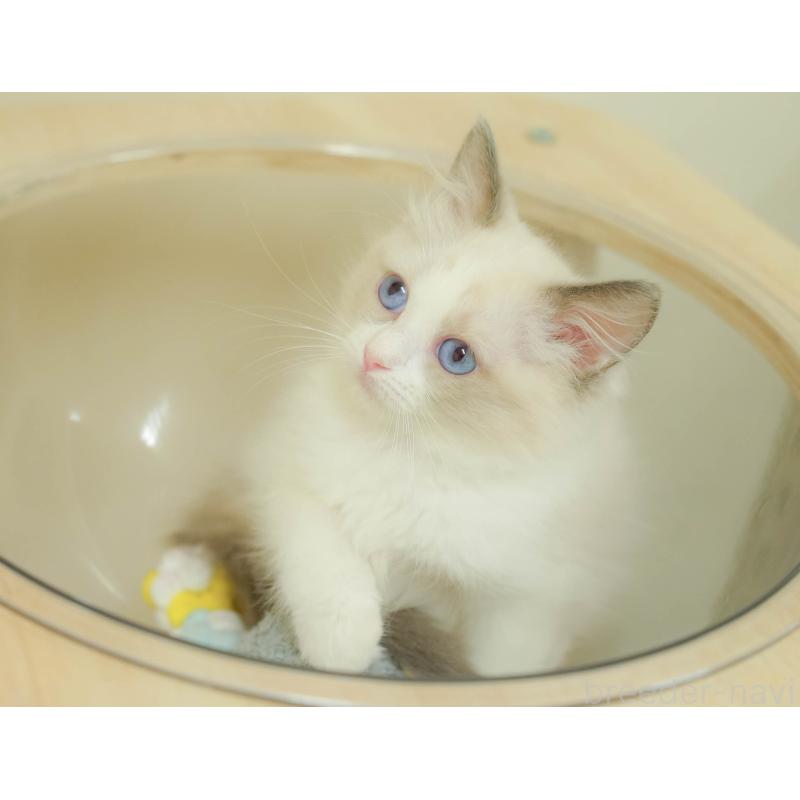 販売中の埼玉県のラグドール-132607の7枚目