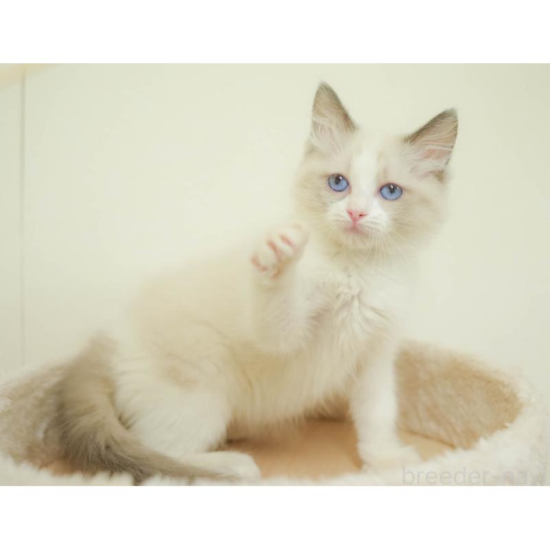 販売中の埼玉県のラグドール-132607の6枚目