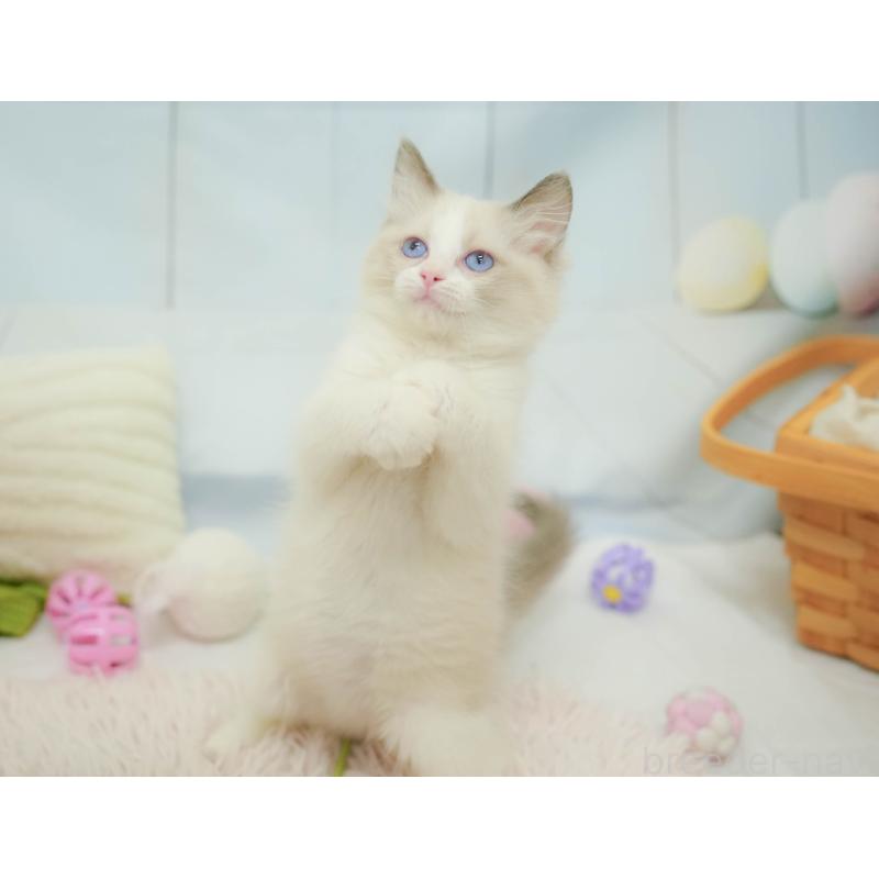 販売中の埼玉県のラグドール-132607の5枚目