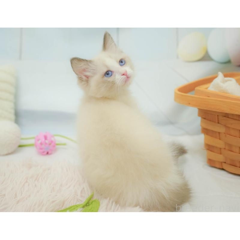 販売中の埼玉県のラグドール-132607の4枚目