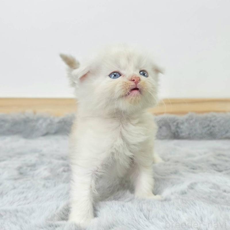 販売中の茨城県のマンチカン-132605の5枚目