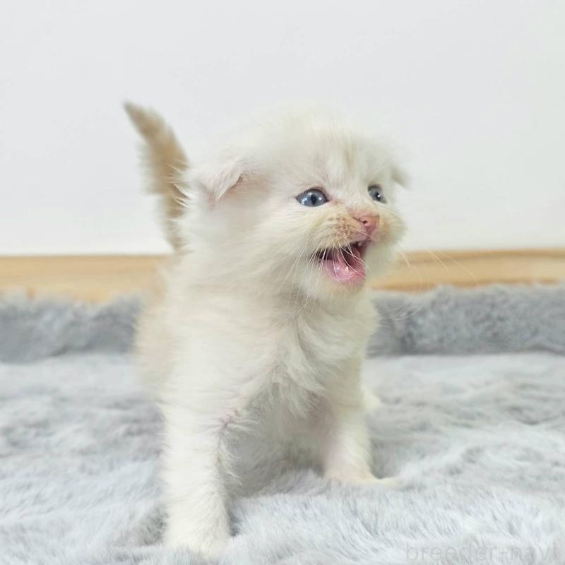 販売中の茨城県のマンチカン-132605の4枚目