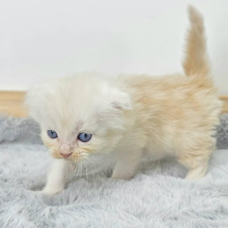 販売中の茨城県のマンチカン-132605の3枚目