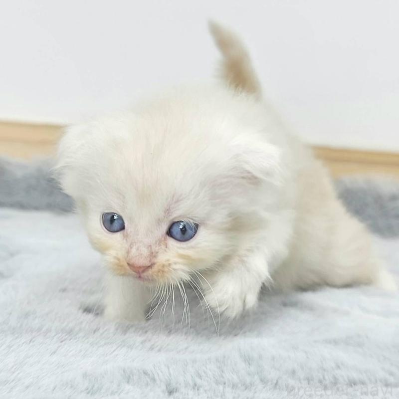 販売中の茨城県のマンチカン-132605の2枚目