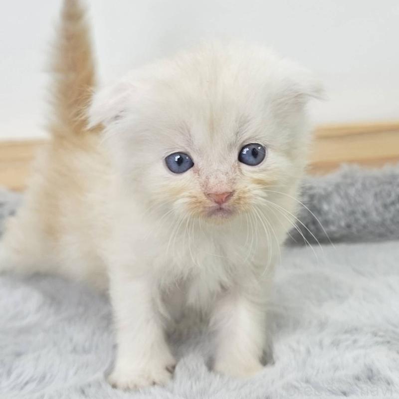 販売中の茨城県のマンチカン-132605