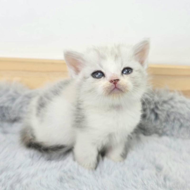 販売中の茨城県のマンチカン(短足)-132606の5枚目