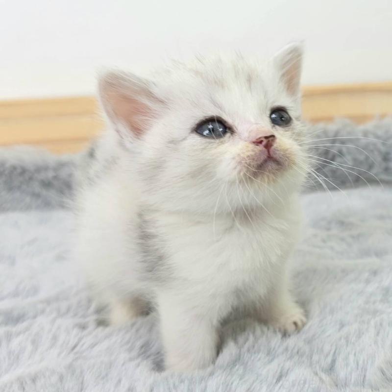 販売中の茨城県のマンチカン(短足)-132606の3枚目