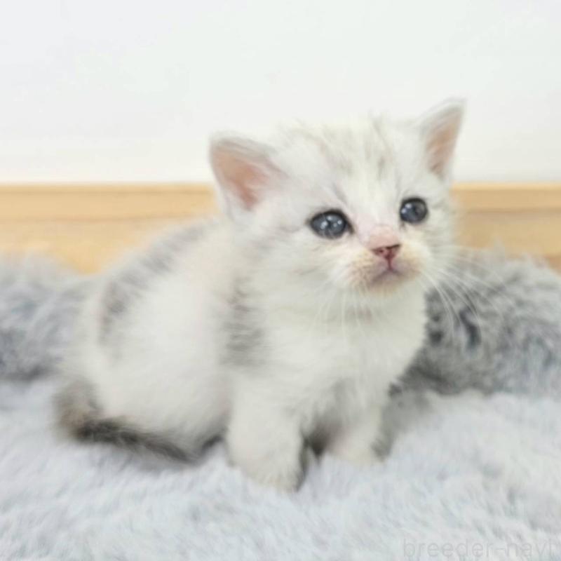 販売中の茨城県のマンチカン(短足)-132606の4枚目