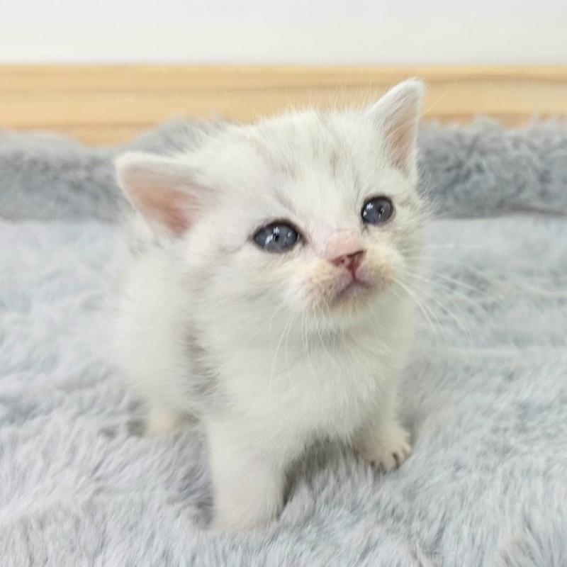 販売中の茨城県のマンチカン(短足)-132606の2枚目