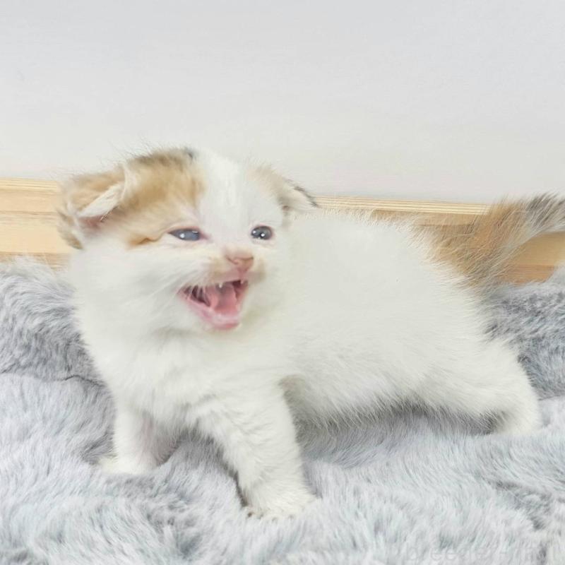 販売中の茨城県のマンチカン(短足)-132608の5枚目