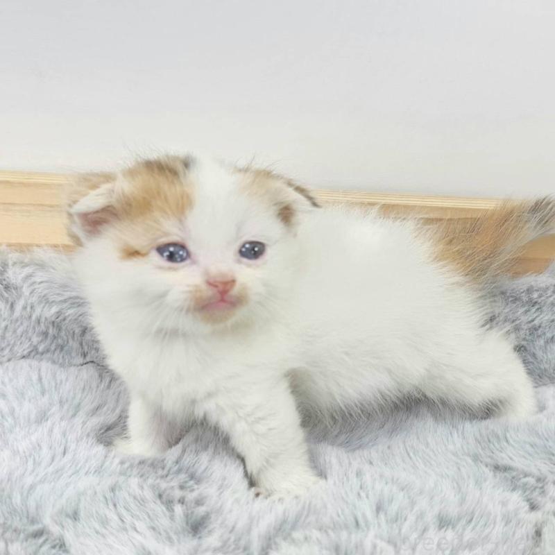 販売中の茨城県のマンチカン(短足)-132608の4枚目