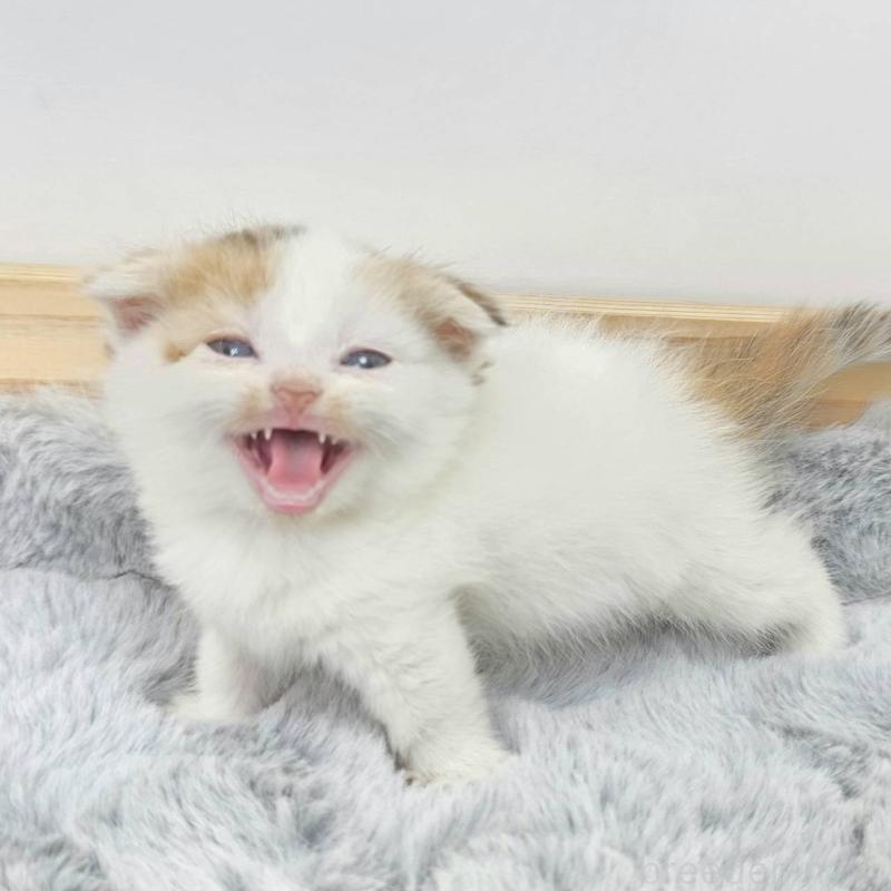 販売中の茨城県のマンチカン(短足)-132608の3枚目