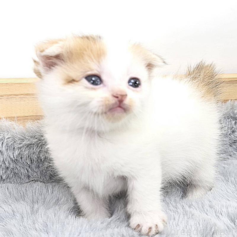 販売中の茨城県のマンチカン(短足)-132608