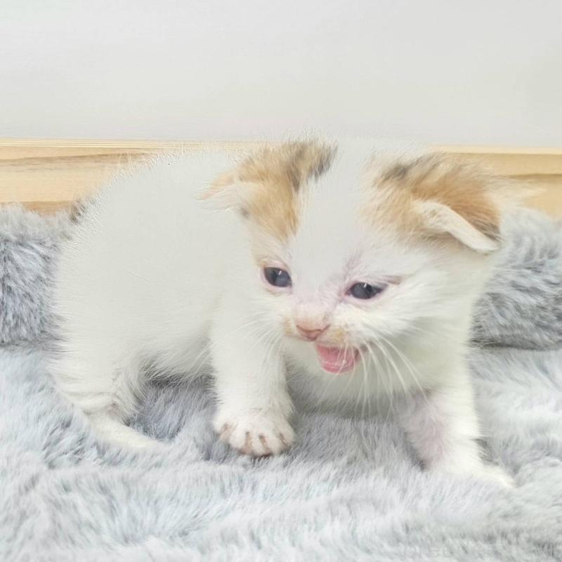 販売中の茨城県のマンチカン(短足)-132608の2枚目