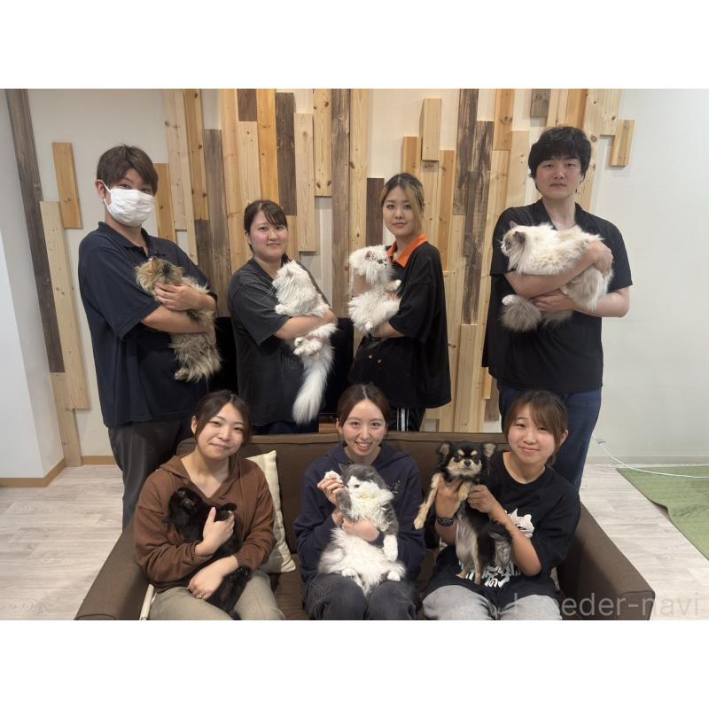 販売中の埼玉県のラグドール-132609の13枚目