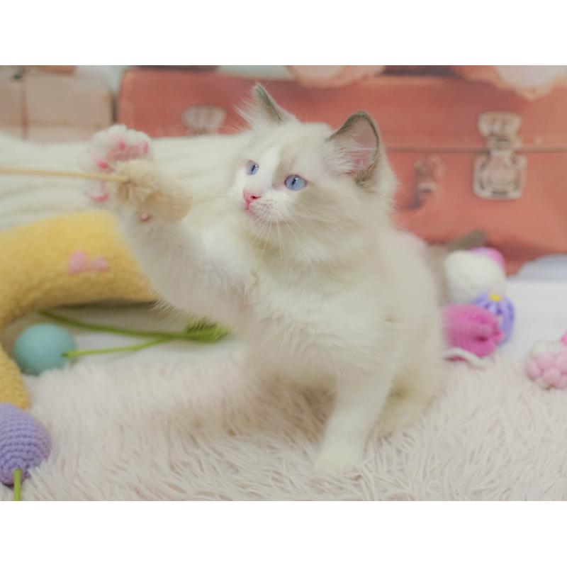 販売中の埼玉県のラグドール-132609の12枚目