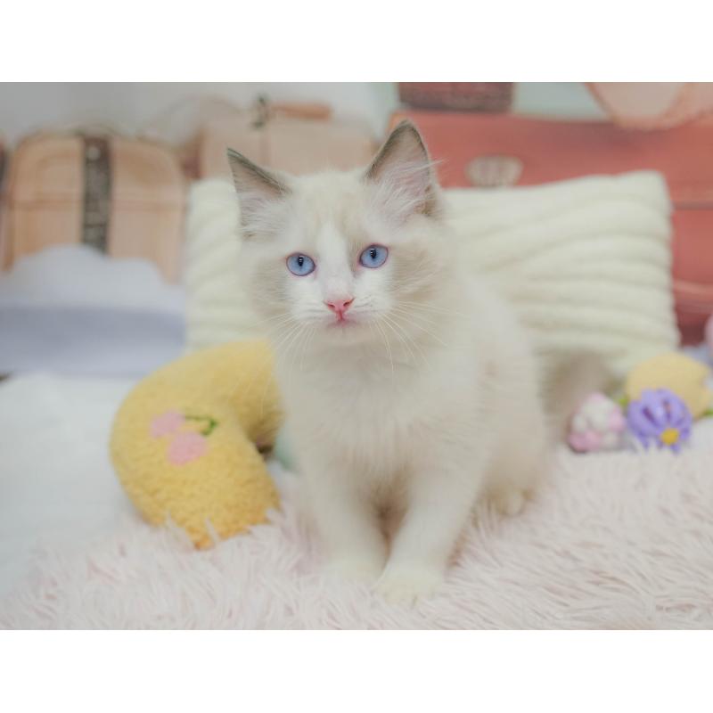 販売中の埼玉県のラグドール-132609の11枚目