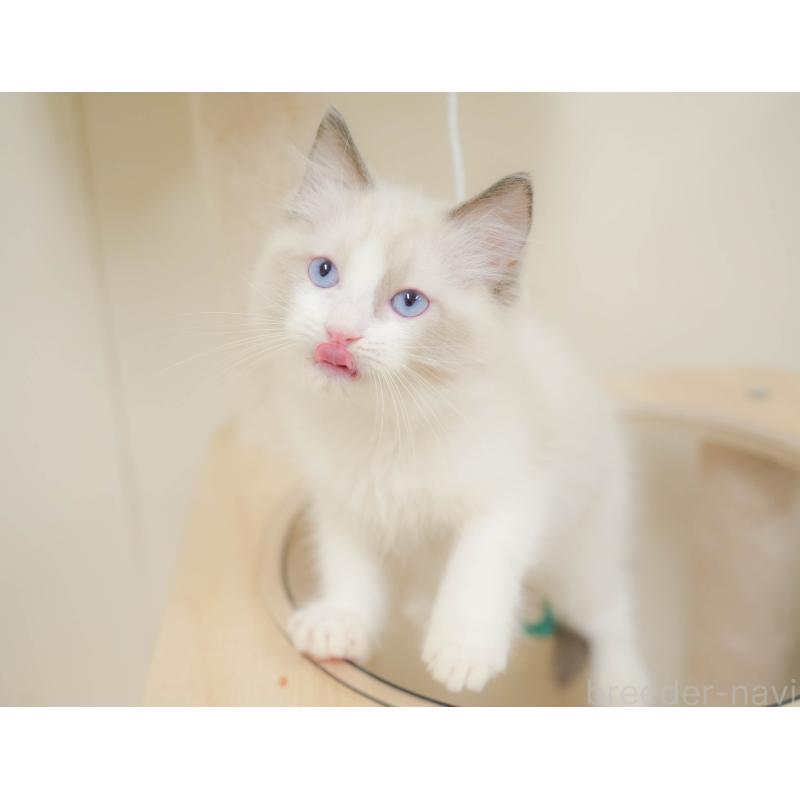 販売中の埼玉県のラグドール-132609の10枚目