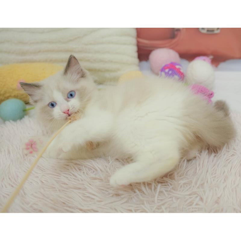 販売中の埼玉県のラグドール-132609の9枚目