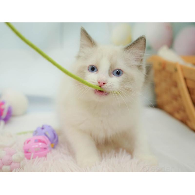 販売中の埼玉県のラグドール-132609の8枚目