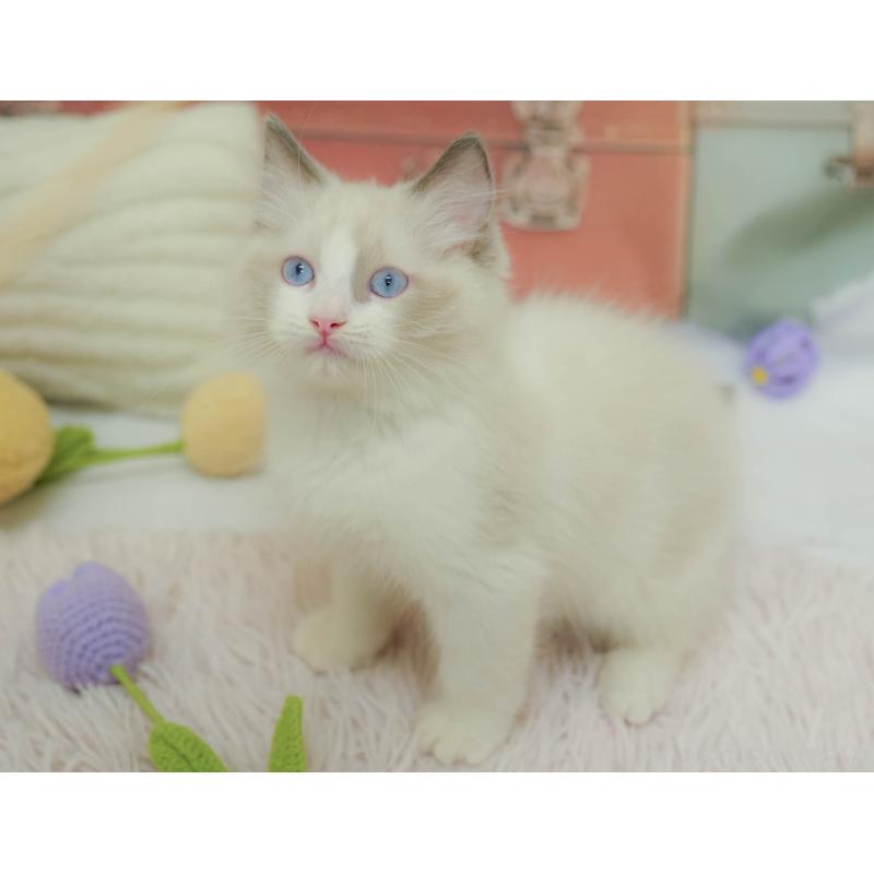 販売中の埼玉県のラグドール-132609の7枚目