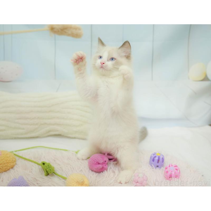 販売中の埼玉県のラグドール-132609の6枚目