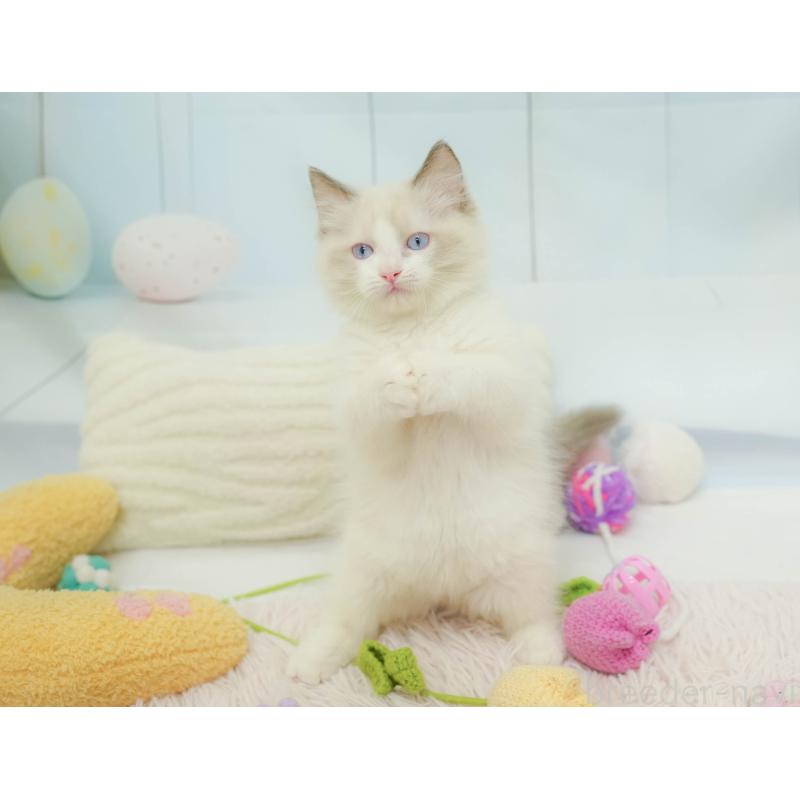 販売中の埼玉県のラグドール-132609の5枚目