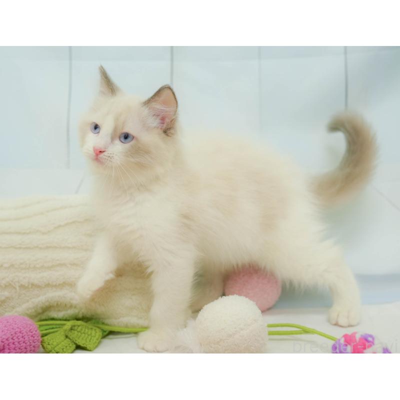 販売中の埼玉県のラグドール-132609の4枚目