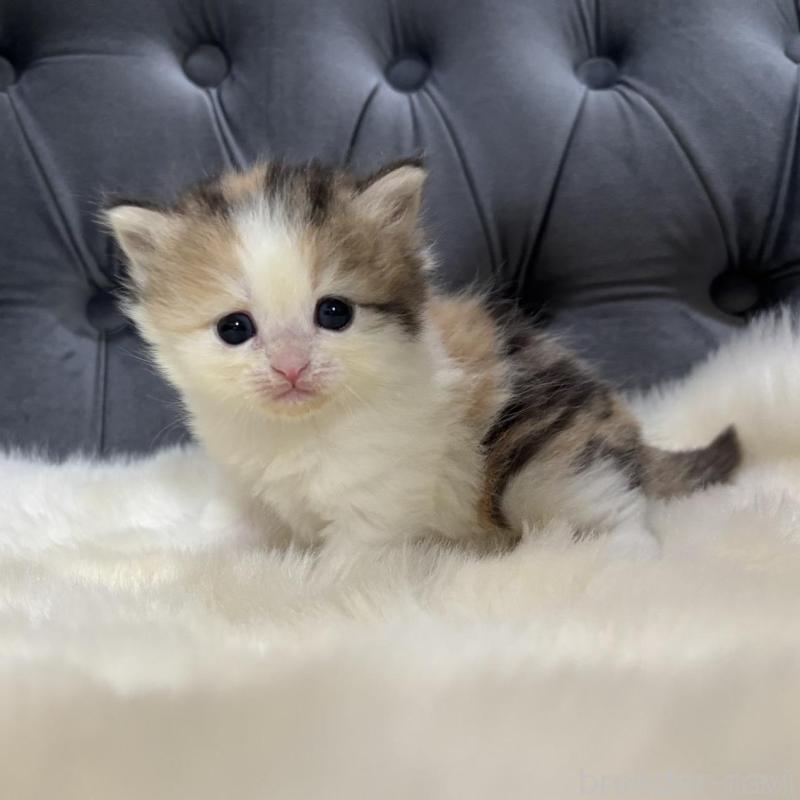 販売中の鹿児島県のミヌエット-132610の4枚目