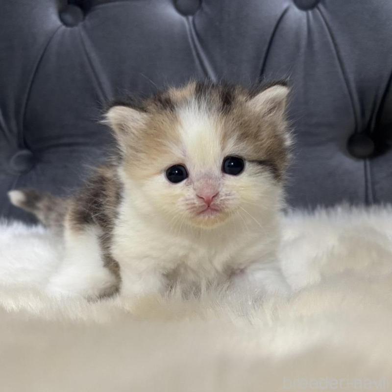 販売中の鹿児島県のミヌエット-132610の1枚目