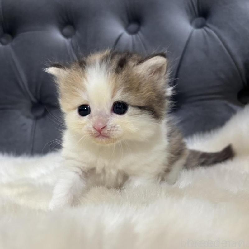 販売中の鹿児島県のミヌエット-132610の3枚目